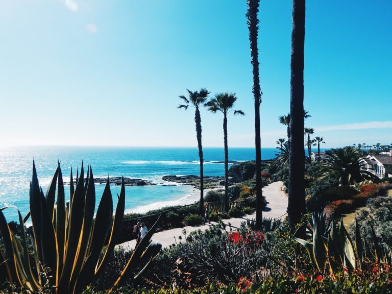 beach with tall palm trees looking over the sea